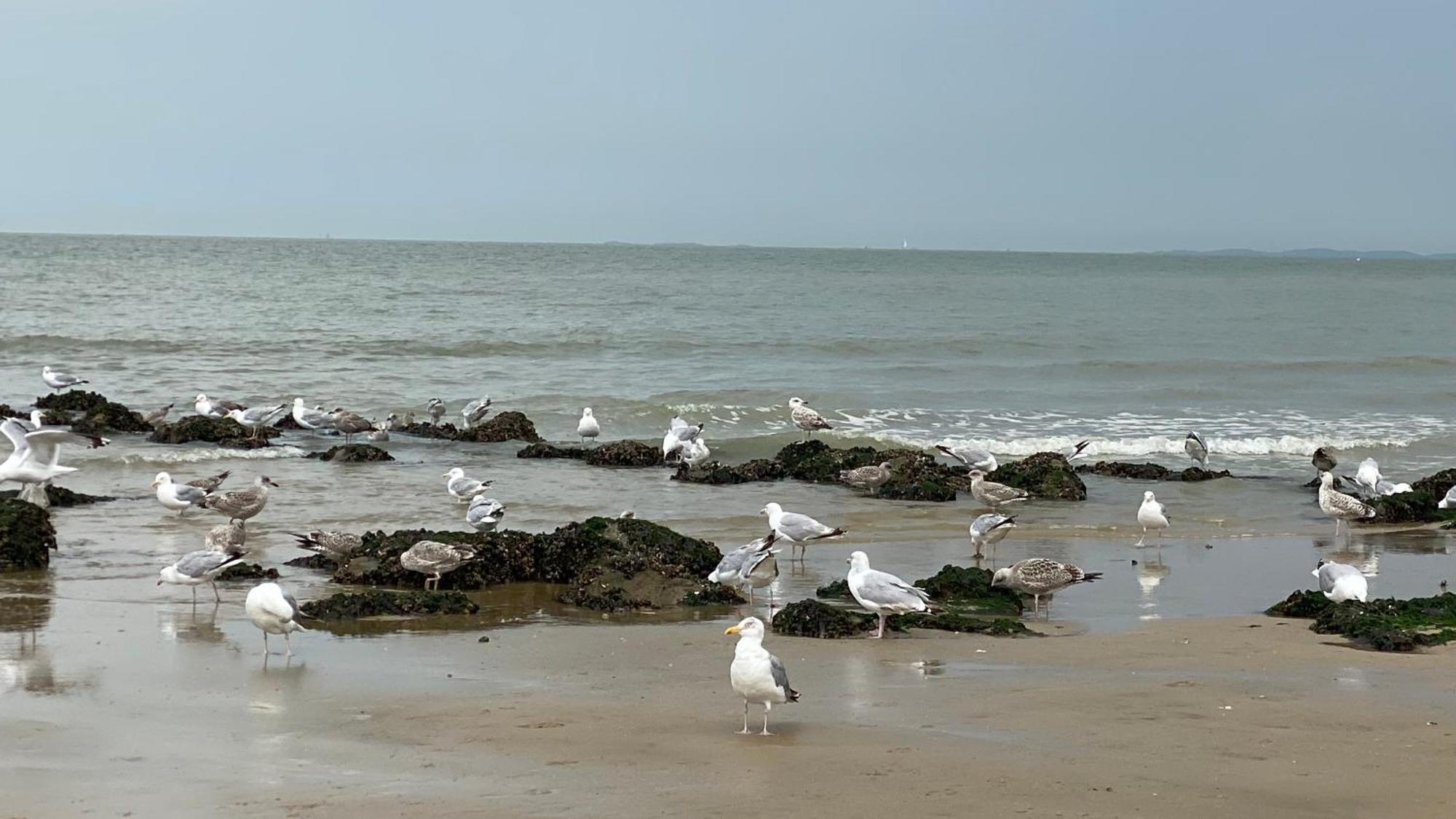 Appartamento Orfeo Knokke Esterno foto